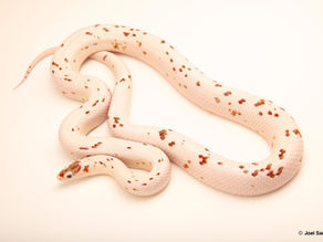 Phần 2 - RẮN CORN & MORPH CHỦ ĐÍCH TRONG NHÂN GIỐNG