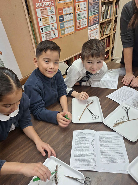 HFA Worm Disection Science Project 2025 (11).jpg