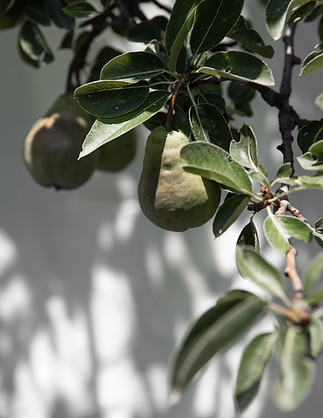 Delicious pears growing on a tree in the Italian sun.