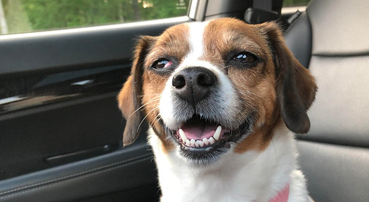 Annabelle, Staci's dog, riding in the car.