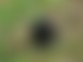 Senkwekwe: cuando el amor salva lo salvaje