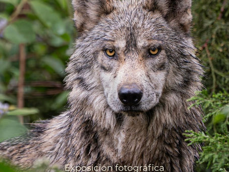 El regreso del lobo mexicano.