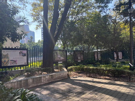 El regreso del lobo mexicano: una mañana que nunca voy a olvidar