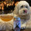 Thumbnail: IMPERIAL SNOUT - Beef Flavored Dog Treat