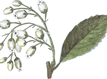 Flores ilustradas