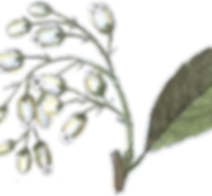 Illustrated Flowers