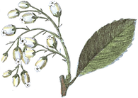 Illustrated Flowers
