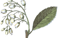 Illustrated Flowers
