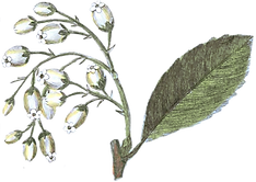 Illustrated Flowers