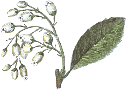 Illustrated Flowers