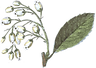 Botanical Illustration