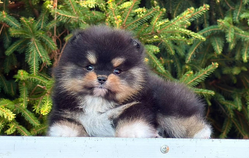 Thumbnail: 3 Pomeranian boys 