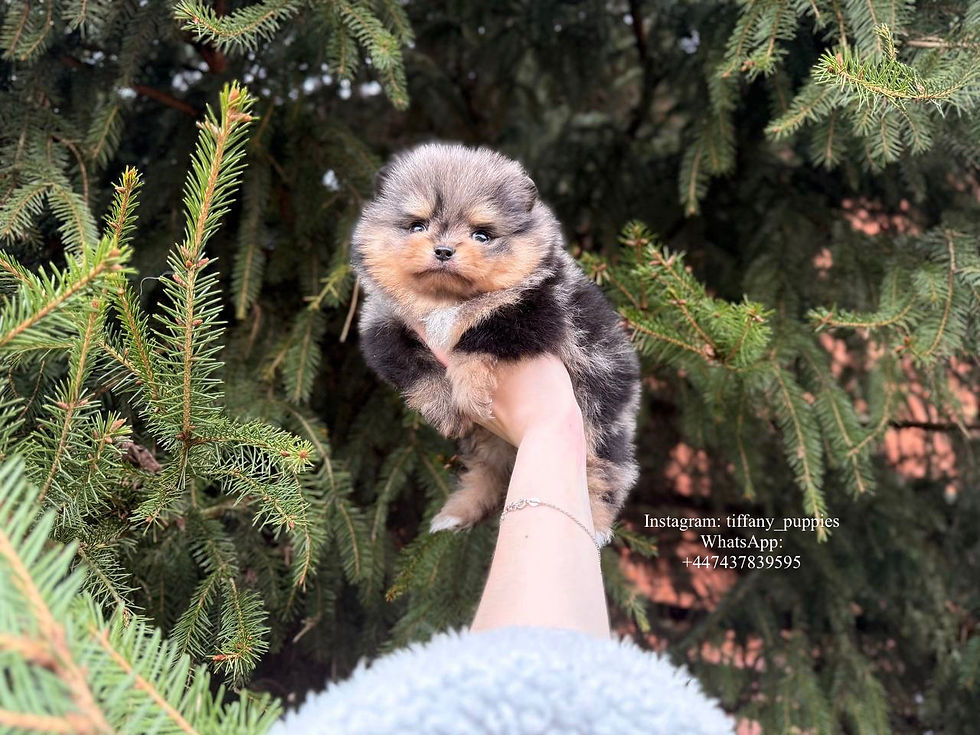 Thumbnail: Mr. Puzzle - adorable black & tan merle Pomeranian boy is absolutely stunning