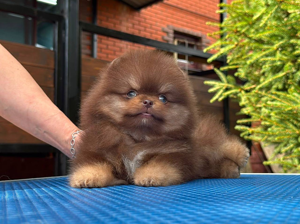 Miniatura: Dinky - chocolate and tan Pomeranian boy 