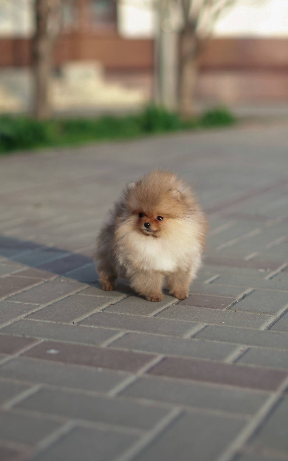 Thumbnail: Kuzma - fabulous orange sable Pomeranian boy 