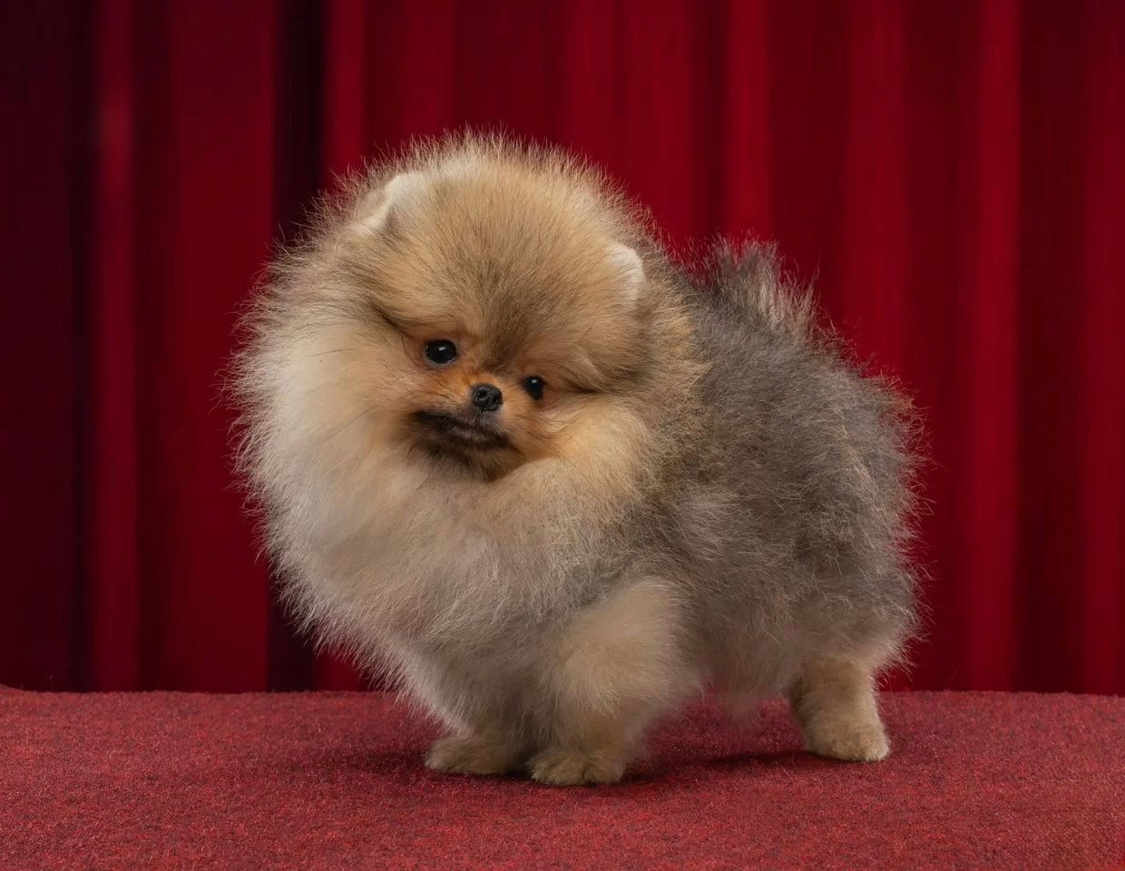 Messi - charming sable Pomeranian boy 