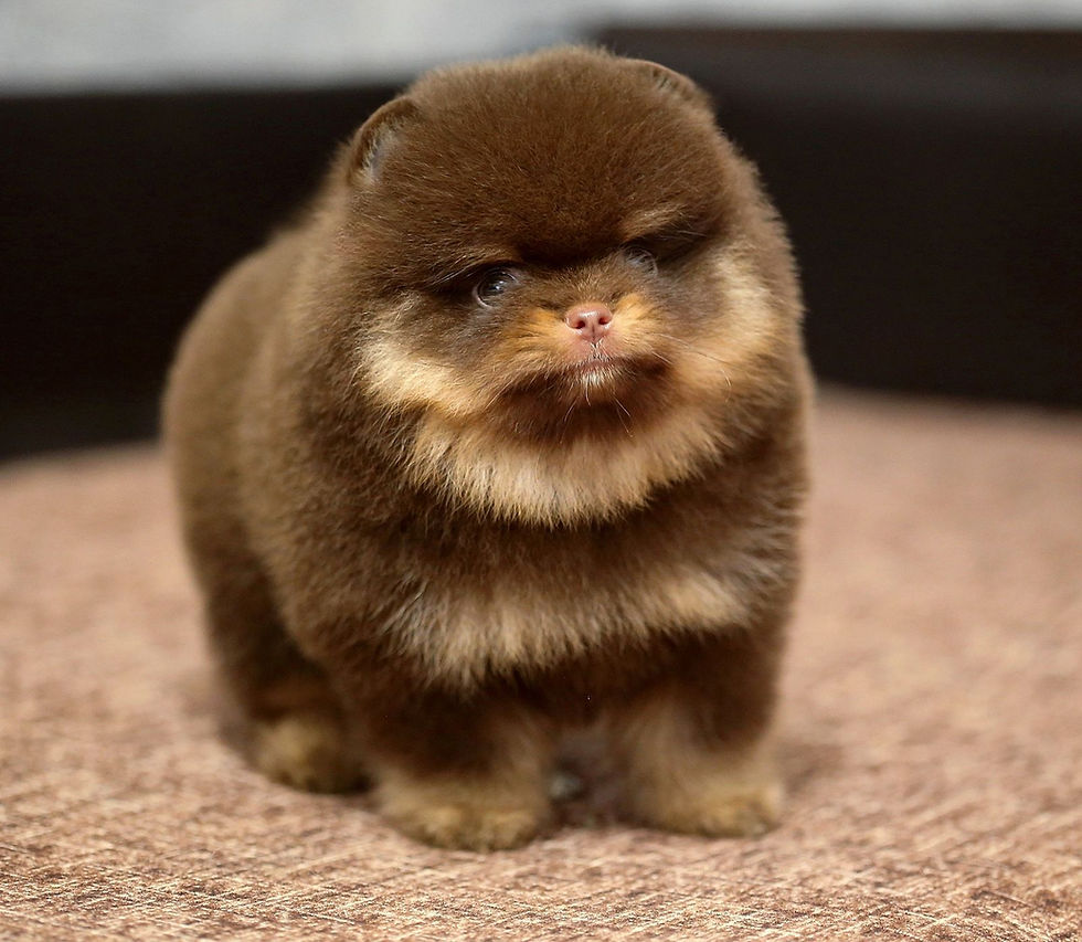 Thumbnail: Milo - whimsical teddy bear Pomeranian male