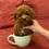 縮圖：Theo - fiery red-orange toy poodle mini charm male 