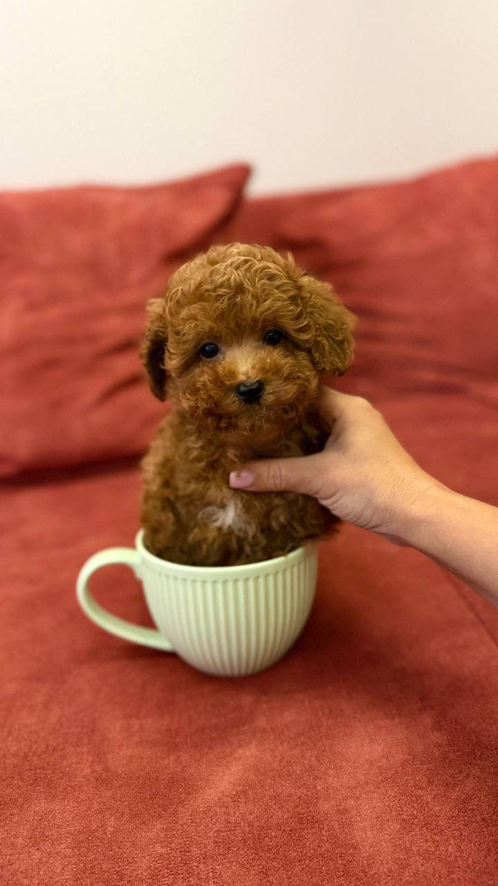 Miniatura: Theo - fiery red-orange toy poodle mini charm male 