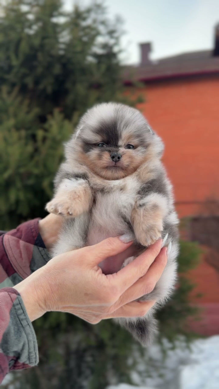 Miniature : Sandy - delightful blue merle with tan Pomeranian female 