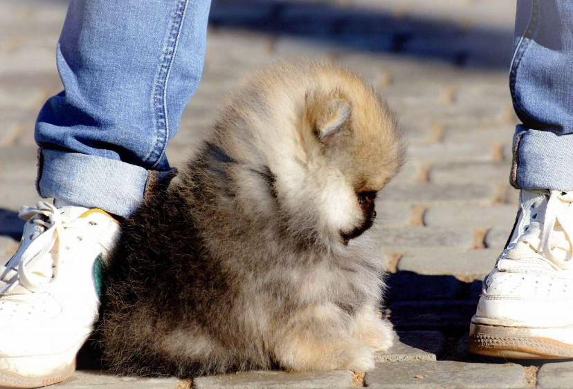 الصورة المصغرة: Rolex - elegant Pomeranian boy with sable fur