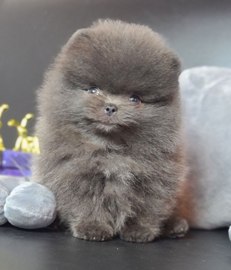 Thumbnail: Mr. Bubbles - absolutely gorgeous blue teddy bear Pomeranian boy 
