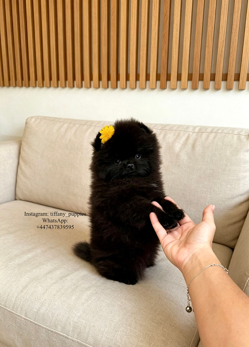 الصورة المصغرة: Sabrina - gorgeous little black Pomeranian girl 
