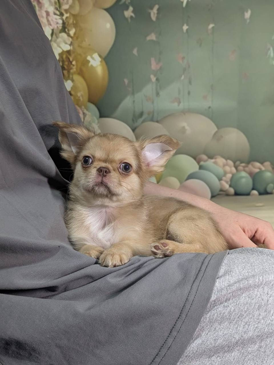 縮圖：Zoe - gorgeous graceful pocket pixie Chihuahua female 