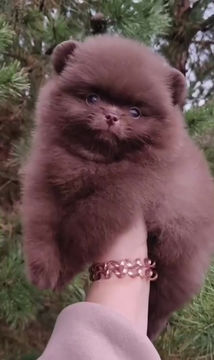 Miniatura: Michelle - delightful bold ember of joy Pomeranian female 