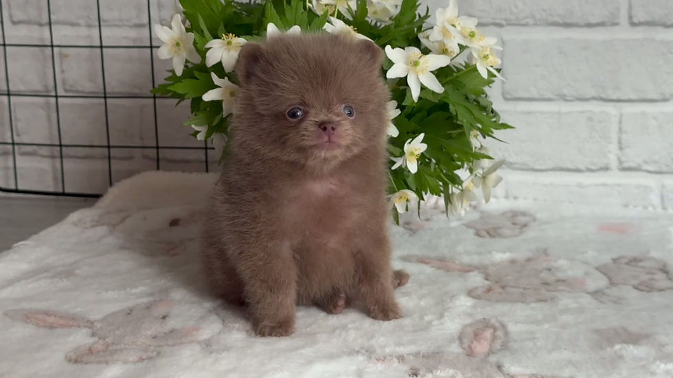 Thumbnail: Mr. Pudding - lilac Pomeranian boy 