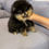 Thumbnail: George - black and tan Pomeranian mini male 