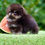Miniatura: Xx Teeny Tiny Micro Pomeranian boy Paddy xx