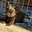 Miniature : ❌Reserved ❌🤎🍫Luxurious Chocolate Princess Betsy 🍫🤎