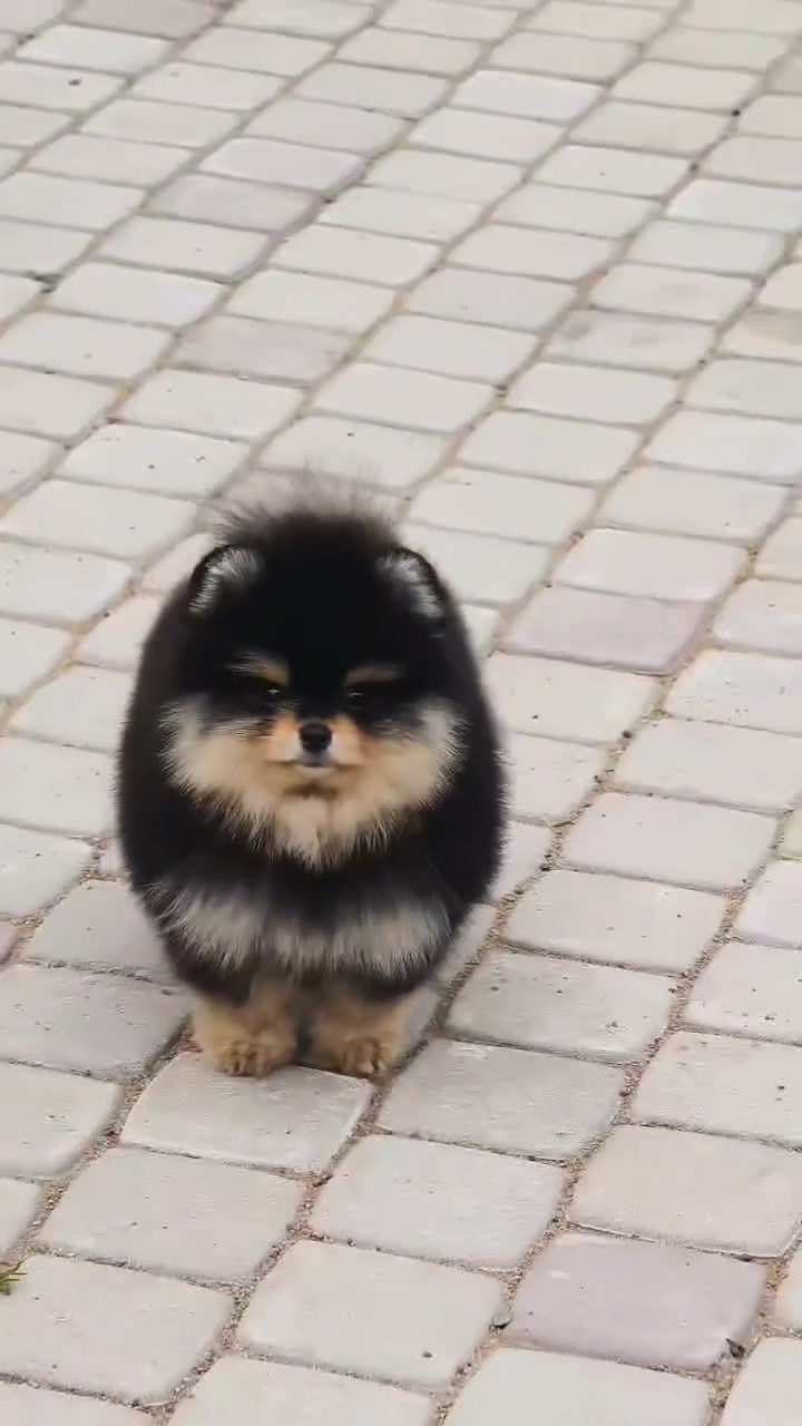 Thumbnail: Rocky - lovely Black and Tan Pomeranian boy 