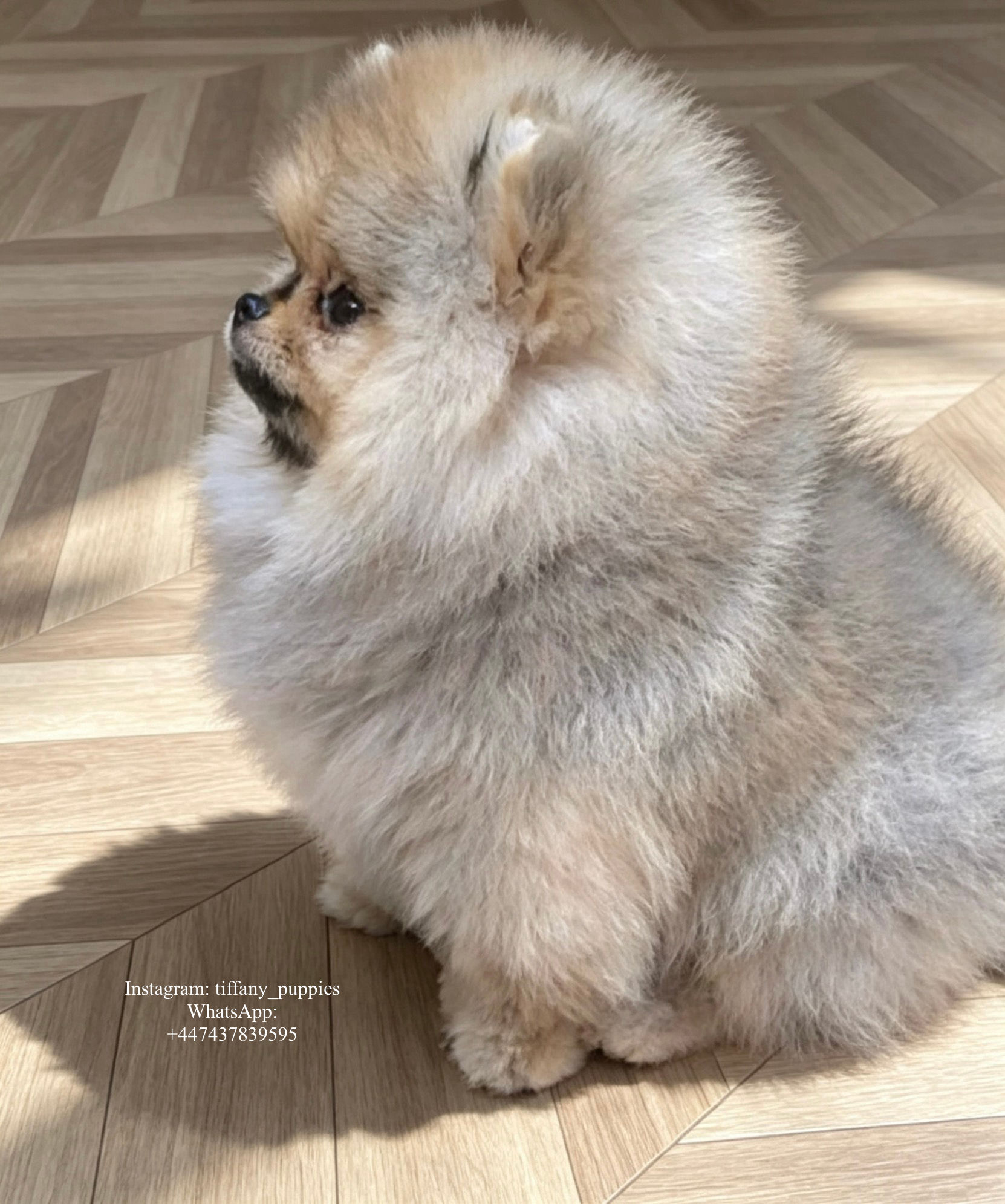 Alfie - gorgeous orange sable Pomeranian boy 