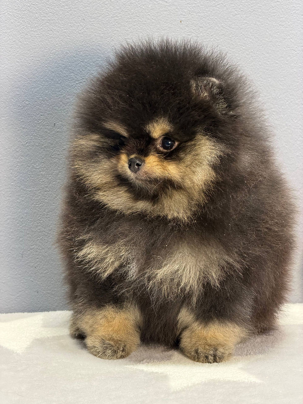 Miniatyrbild: Kuzco - cozy black-tan Pomeranian fluffball boy 