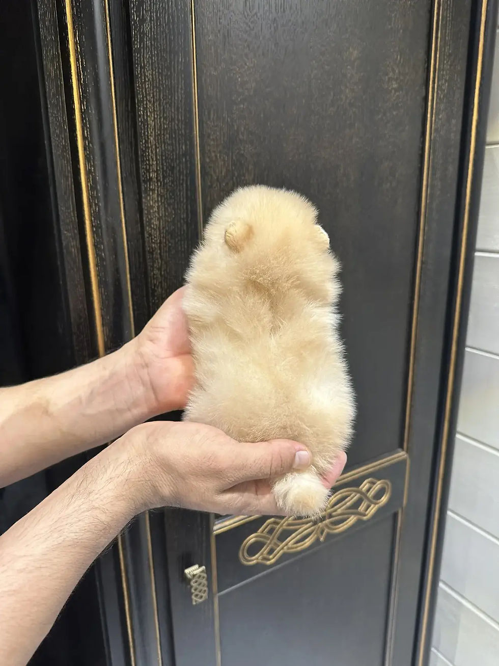 Miniaturbild: Bear - cream Pomeranian boy 