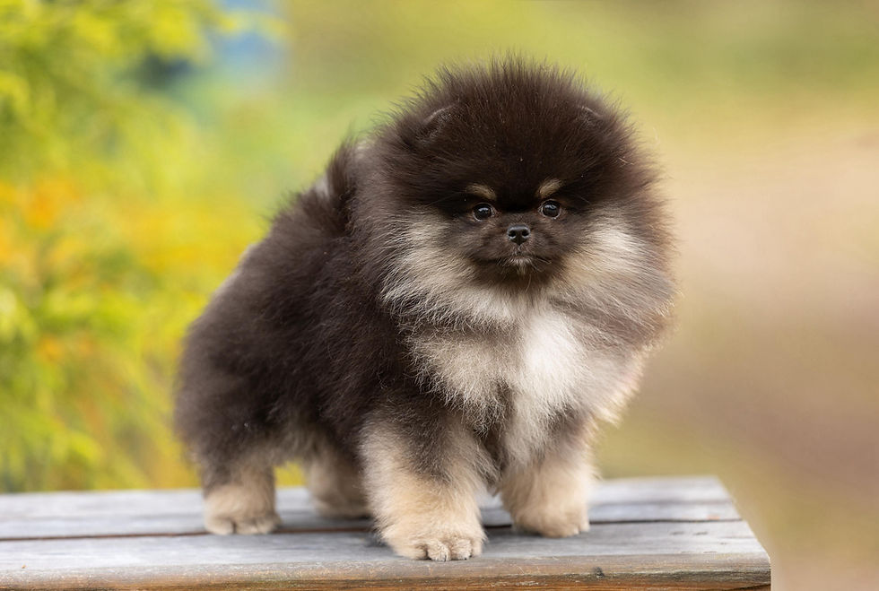Миниатюра: Kai - luxurious teddy bear Pomeranian male