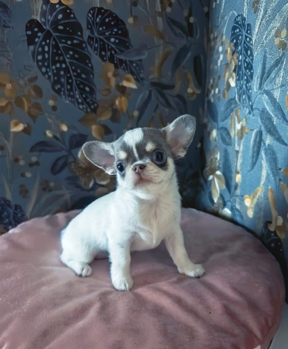 縮圖：Renny and Benny - very handsome puppies Chihuahua male 
