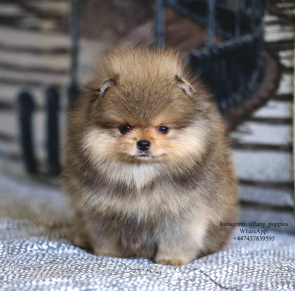 Miniatyrbild: Tiki - one fluffy Pomeranian gentleman 