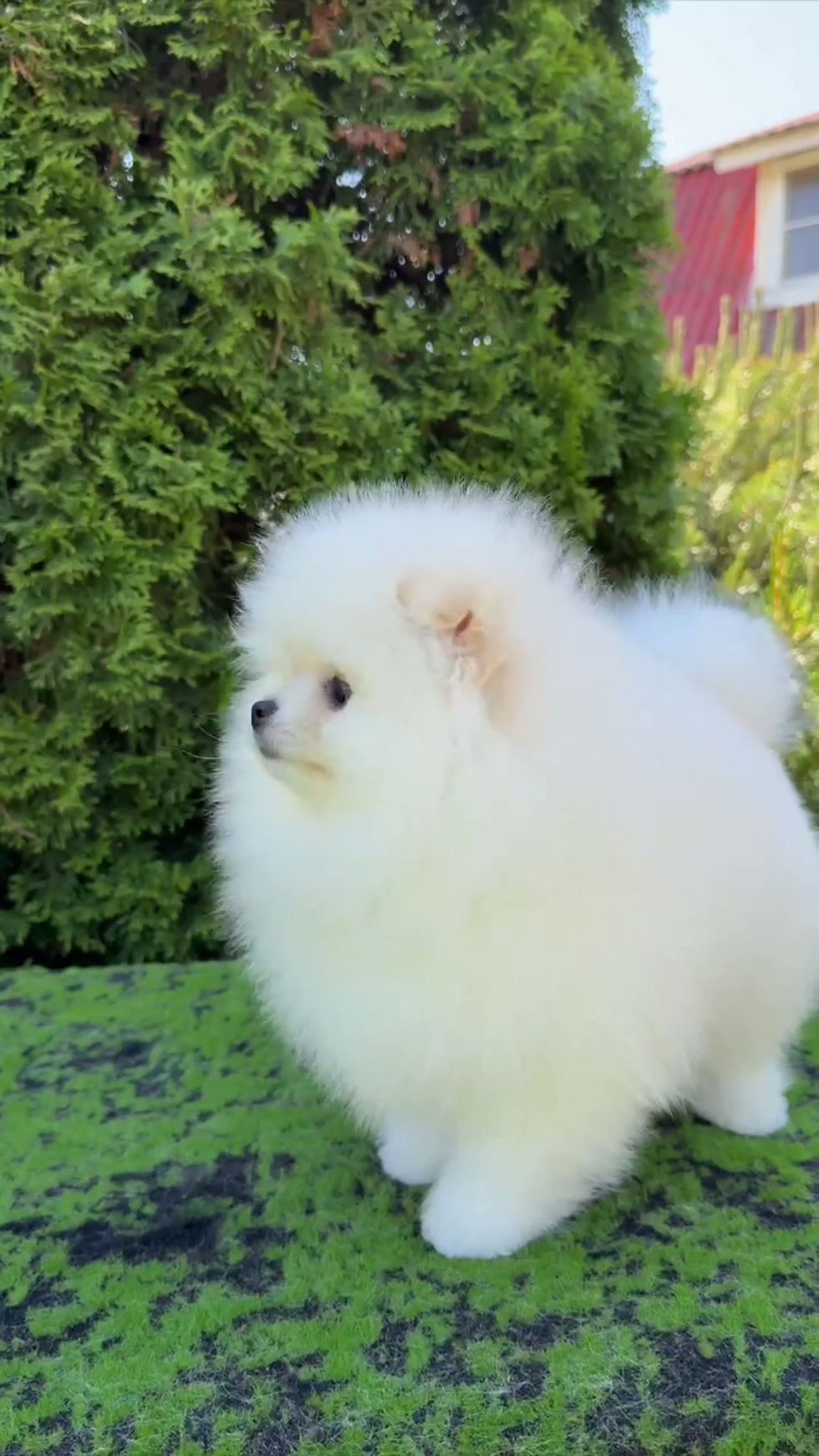 サムネイル： Slate - white/cream Pomeranian boy 