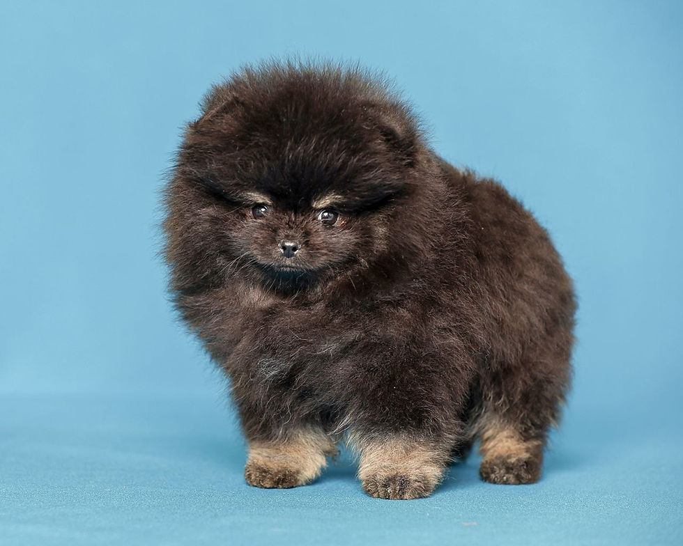 縮圖：Raven - dazzling black and tan Pomeranian boy