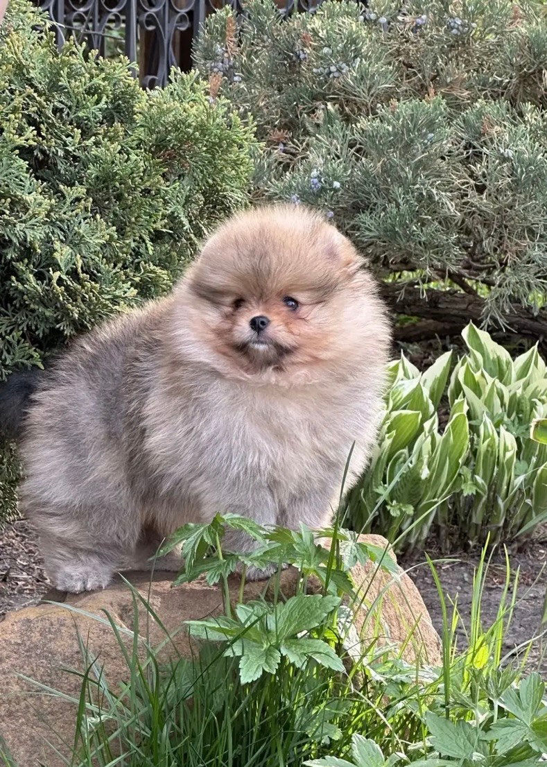 Thumbnail: Trixie - a little Pomeranian with magic sable coat 