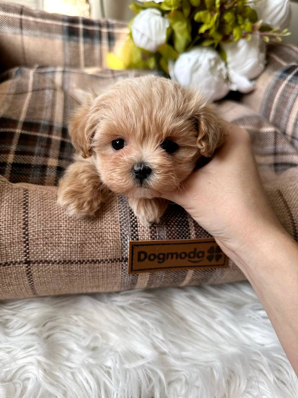 Miniature : Chichi - cute fluffy Maltipoo mini girl with endless sweetness.