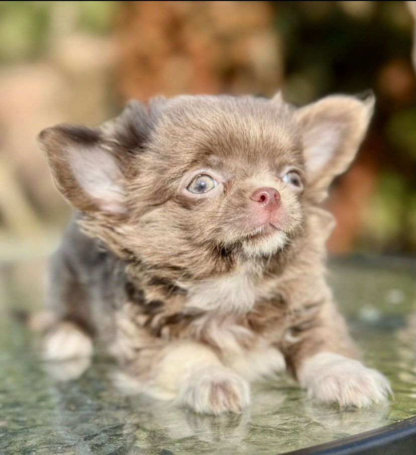 Miniature : Kinder - long - haired lilac Chihuahua boy 