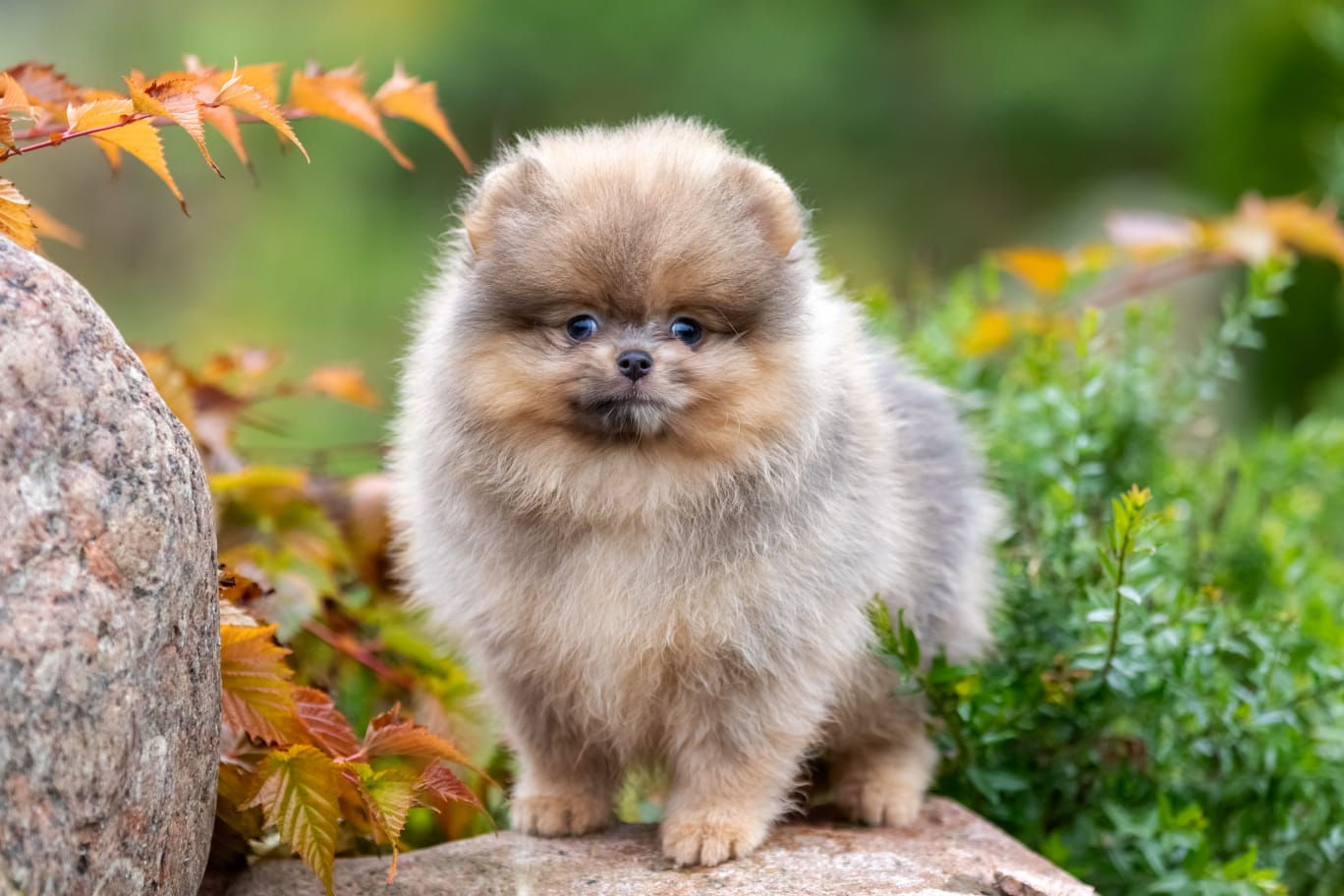 Missa - gorgeous tricolor Pomeranian female