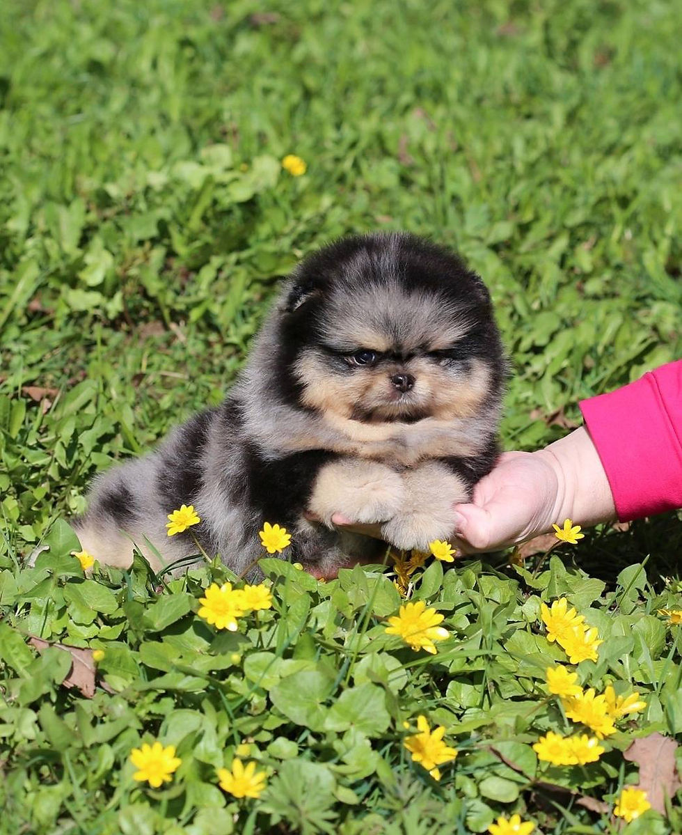 Thumbnail: Blaze - handsome black merle & tan Pomeranian boy