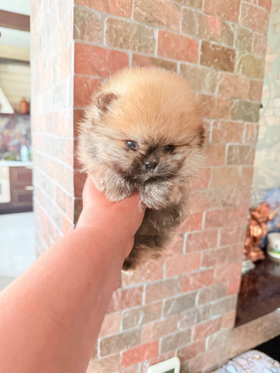Thumbnail: Mars - sable orange Pomeranian boy