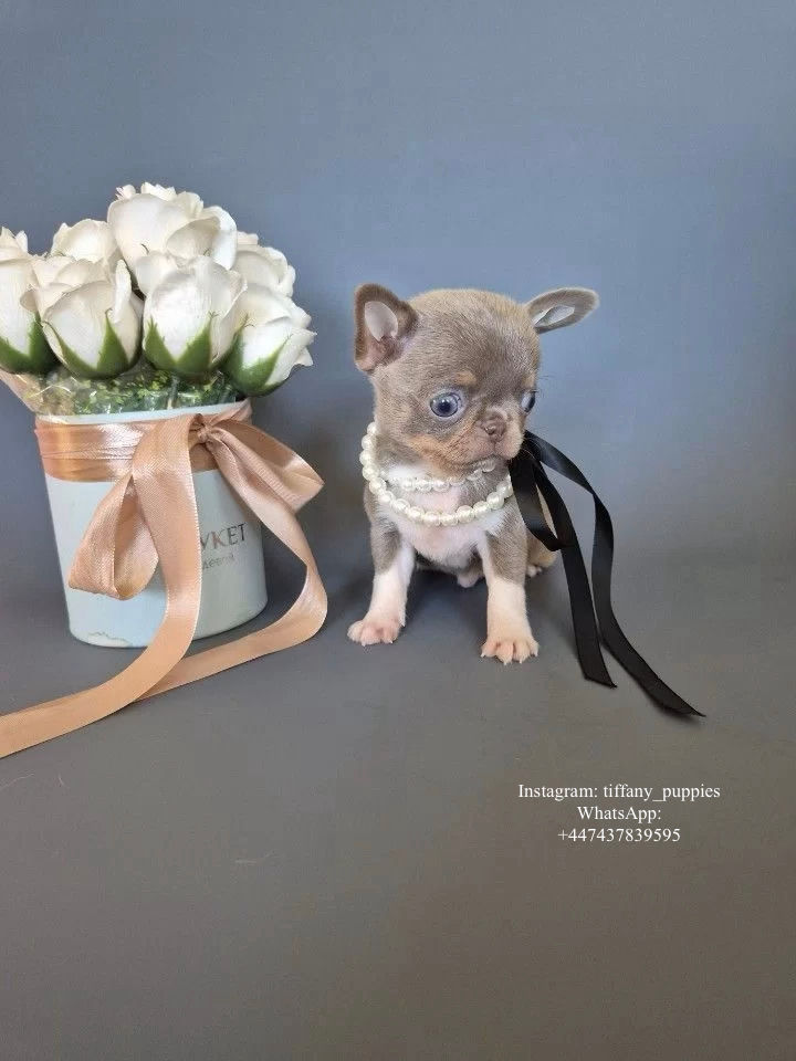 Thumbnail: Kitty - adorable lilac Chihuahua girl 