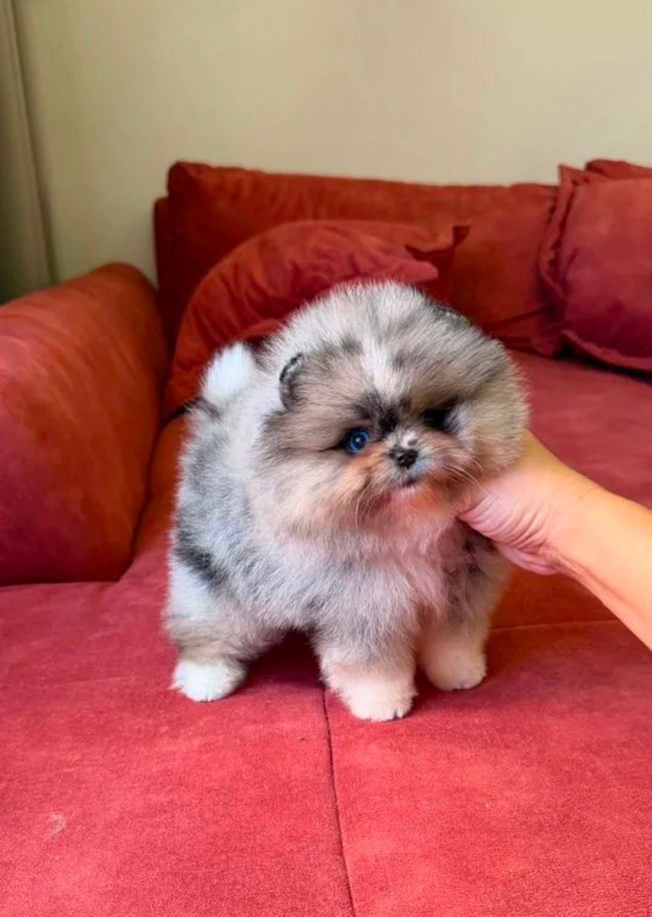 Mr. Raffles - rare color and quality Pomeranian boy 